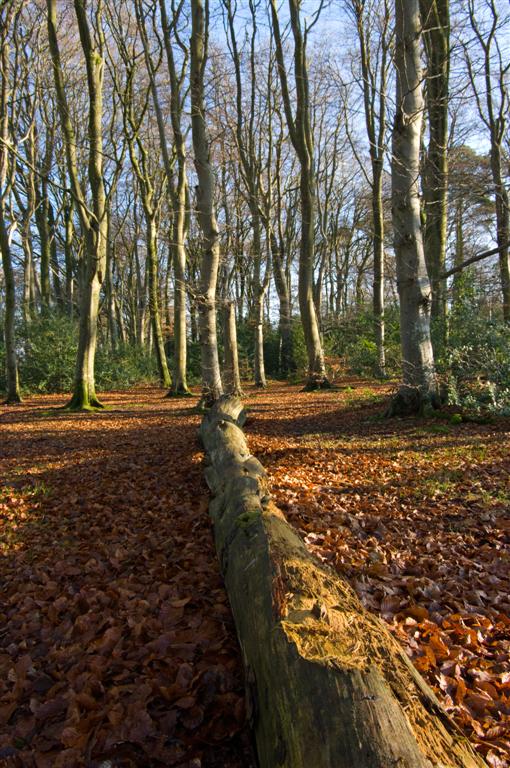 Fallen tree