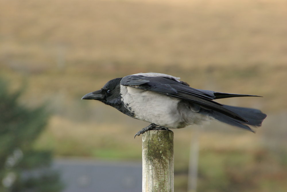 Hooded Crow
