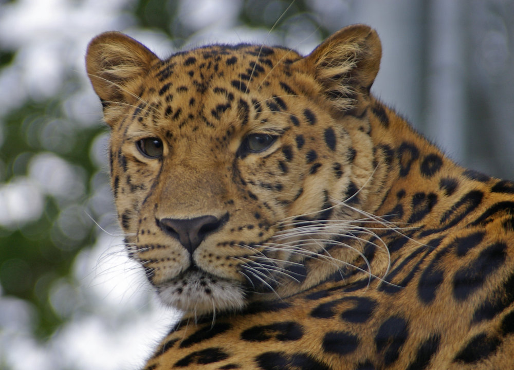Jaguar
