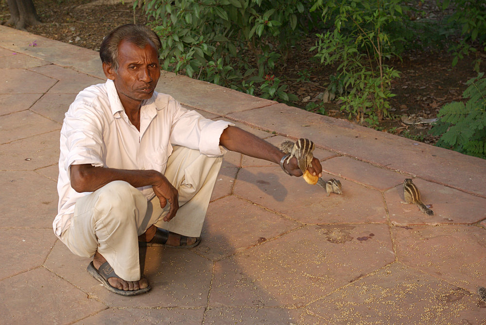 Man Feeding Palm Squirrels, Taj Mahal Gardens