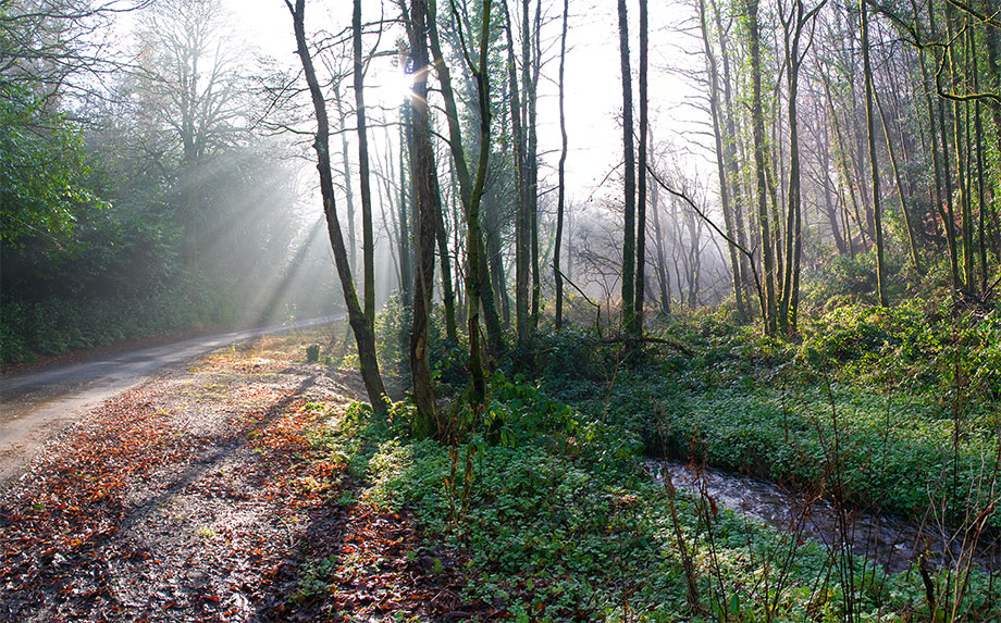 Morning Fog