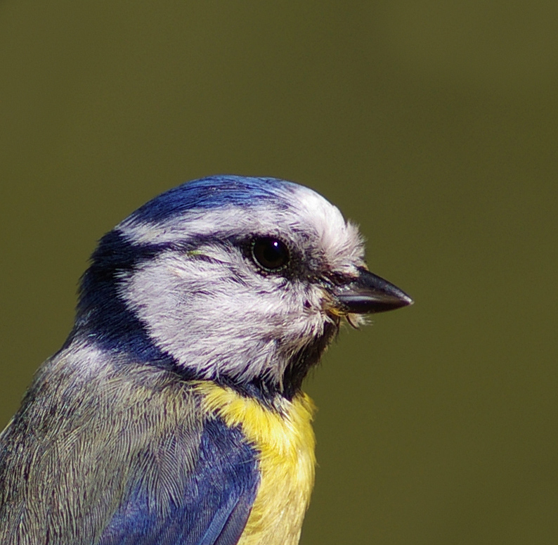 Portrait on Bluetit