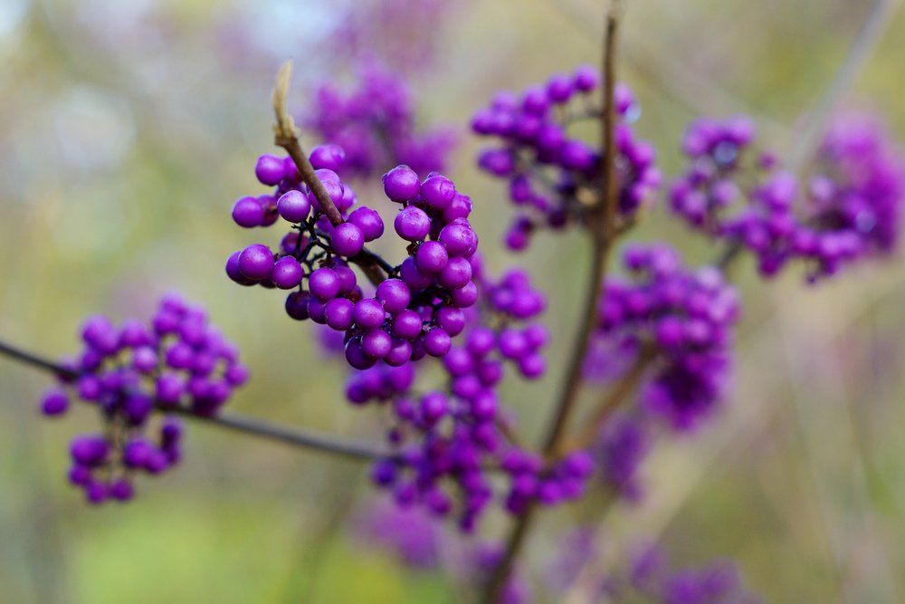 Purple berries