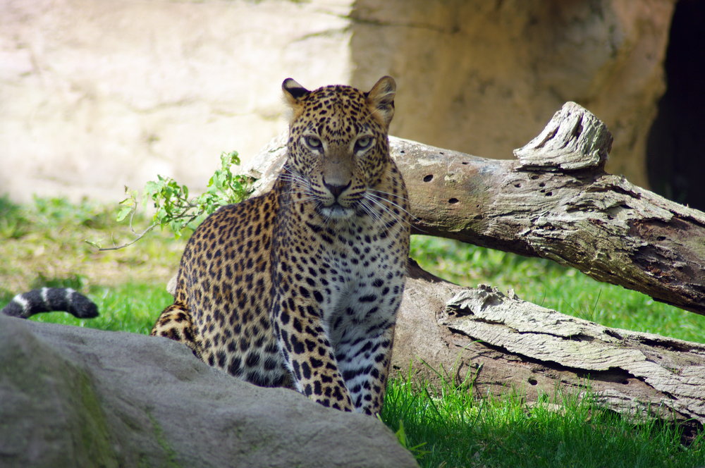Spotty