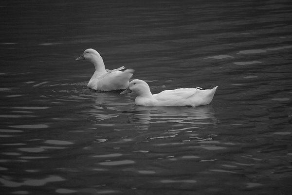 A duck or two