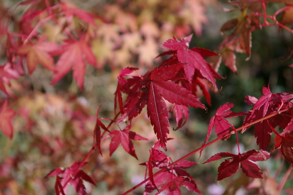 Acer