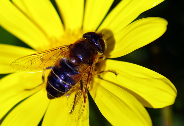 Another Bee
