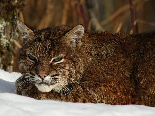 BOBCAT