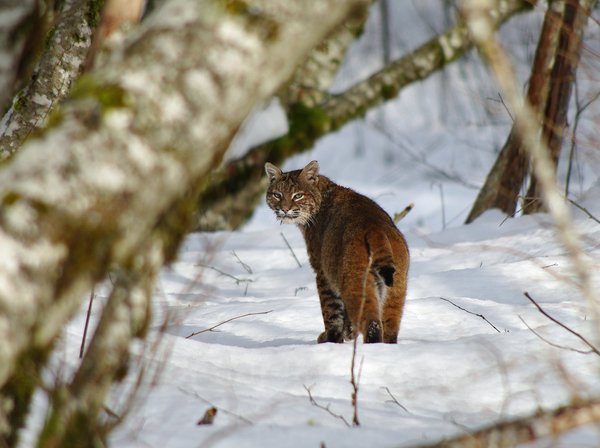 BOBCAT