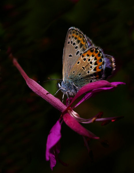 BROWNIE one of nature`s jewelry