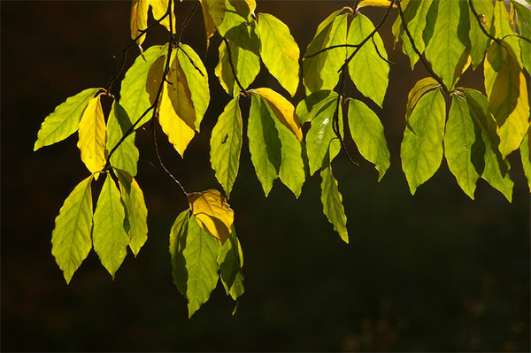 Backlit Spring Leaves