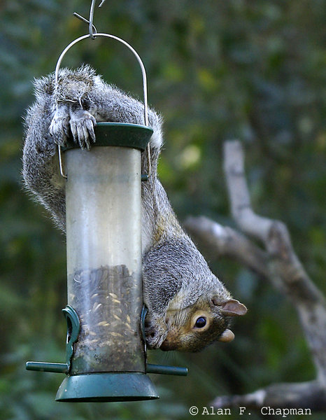 Balancing Act