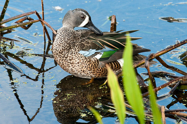 Blue Winged Teal Male