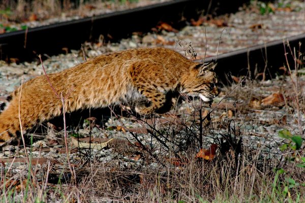 Bobcat hunting birds
