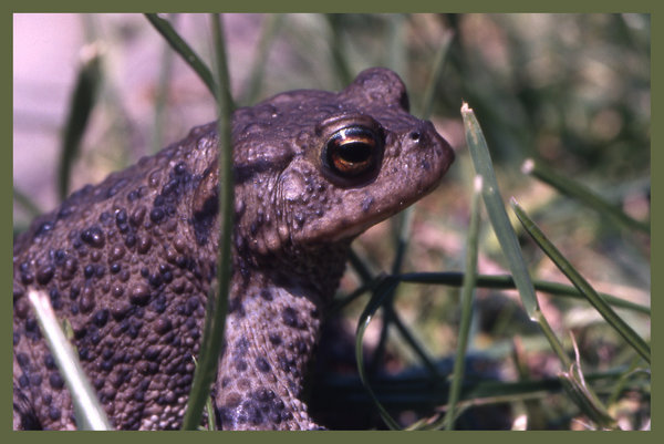 Bufo bufo