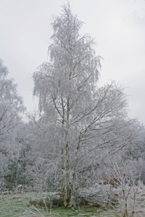Chilly