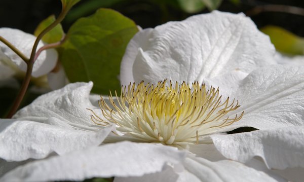 Clemetas