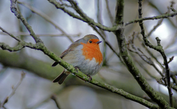 Cock Robin