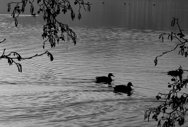 Duck duo