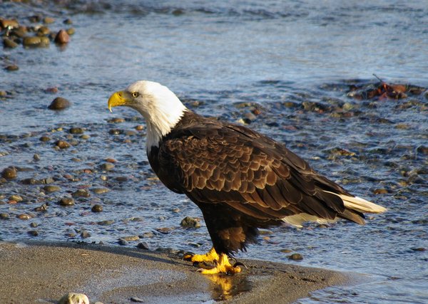 Eagle