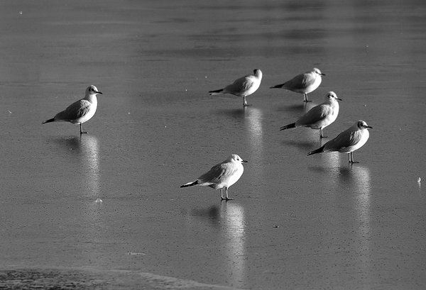 Frozen Mere