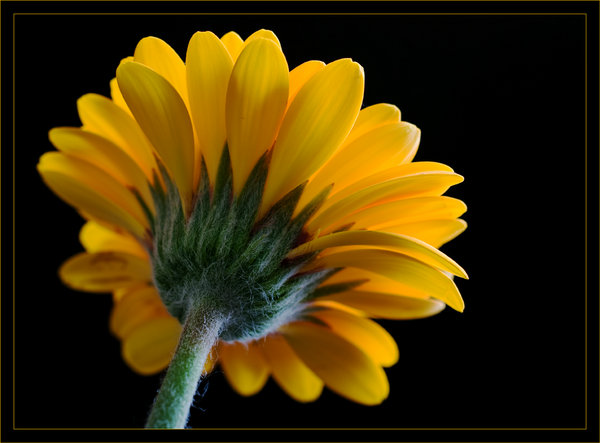 Gerbera