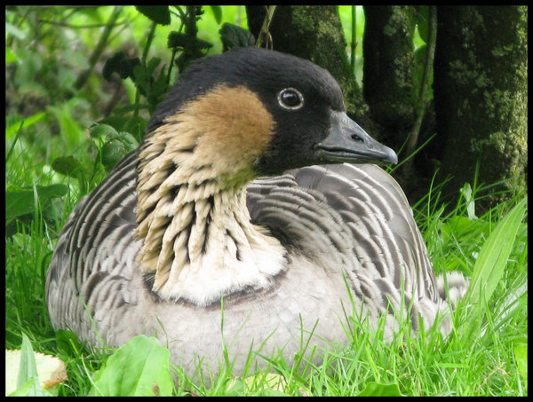 Goose