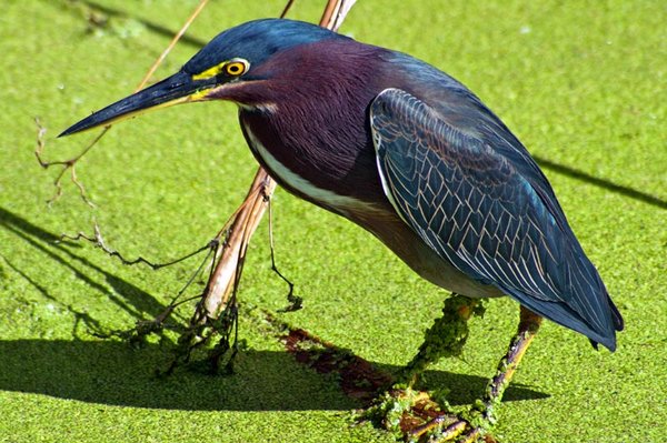 Green Heron Over Pea Soup