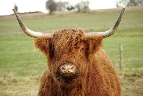 Highland cow