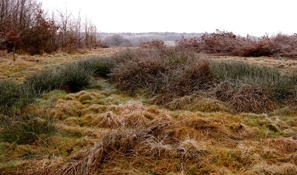 Hoary grass