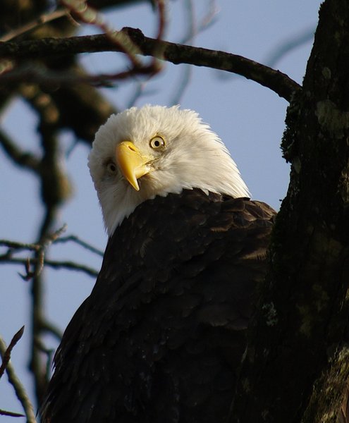 Hungry Eagle
