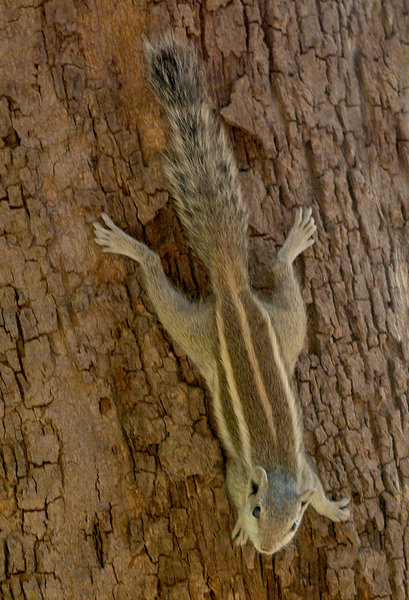 Indian Palm Squirrel