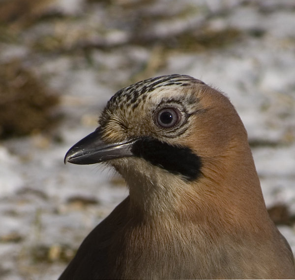 Portrait of Jay