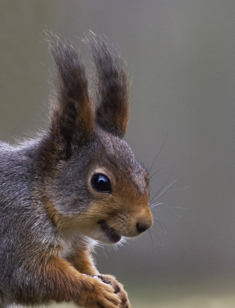 Portrait of happy squirrel