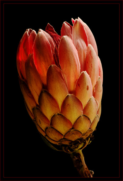 Protea
