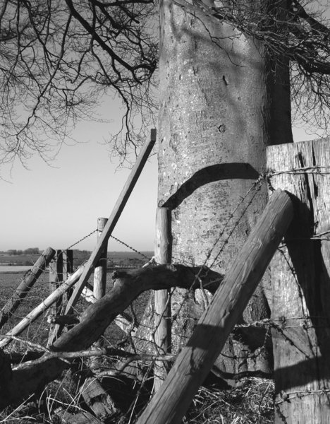 Proud Tree