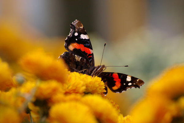 Resting Red Admiral