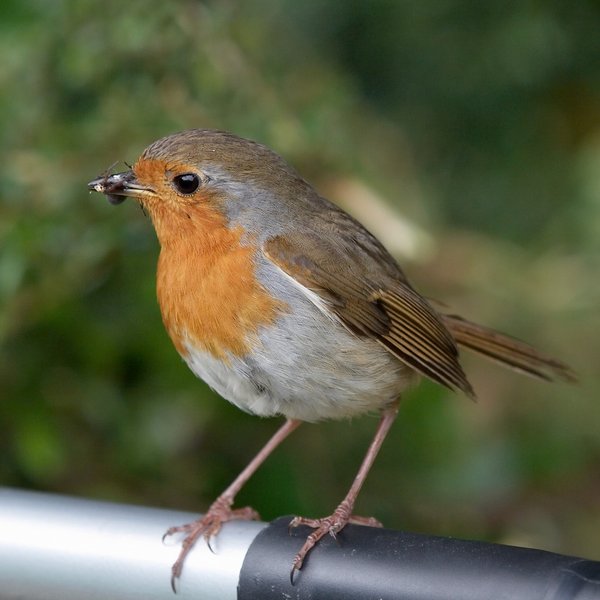 Robin with lunch