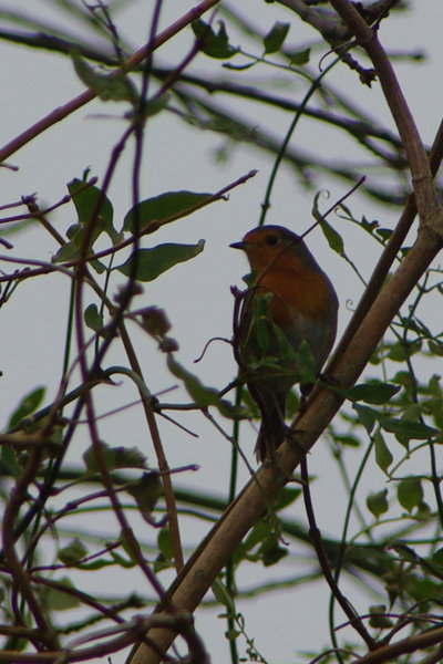 Robin