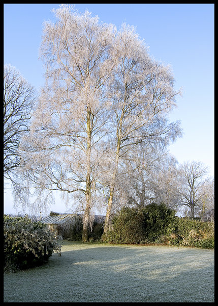 Silver Birch !