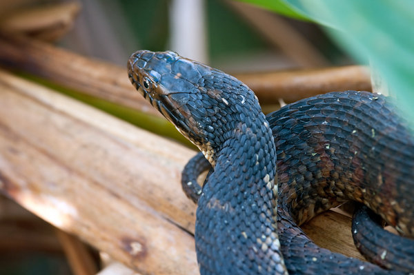Snake On Reeds