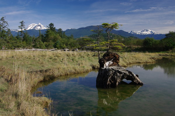 Squamish Estuary