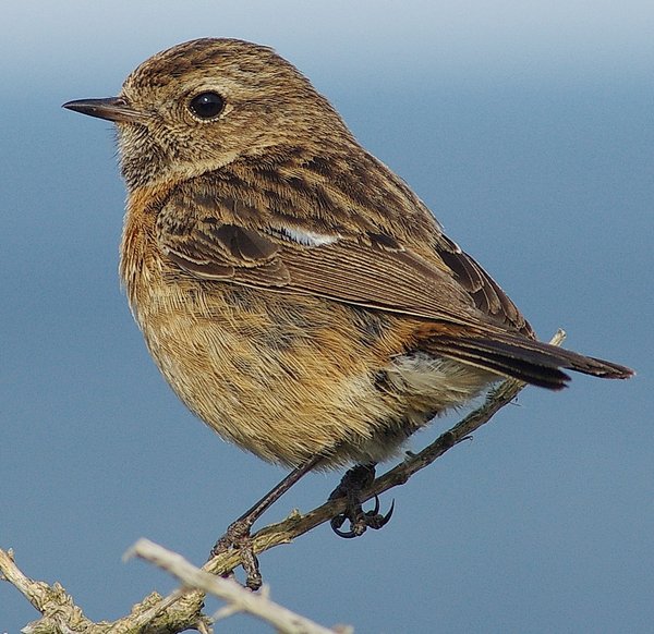 Stonechat (female)