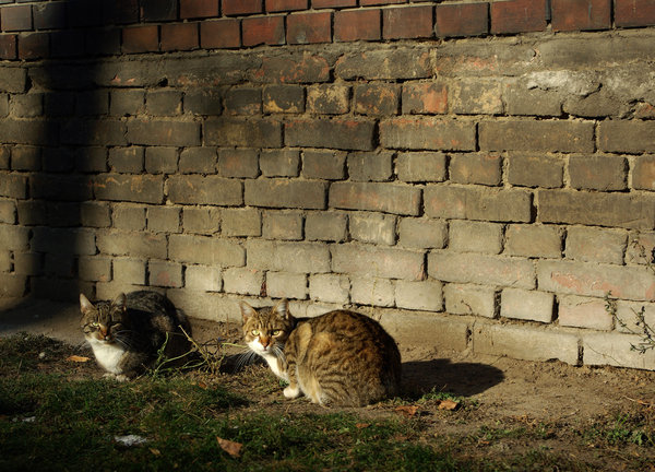 Suburbian cats
