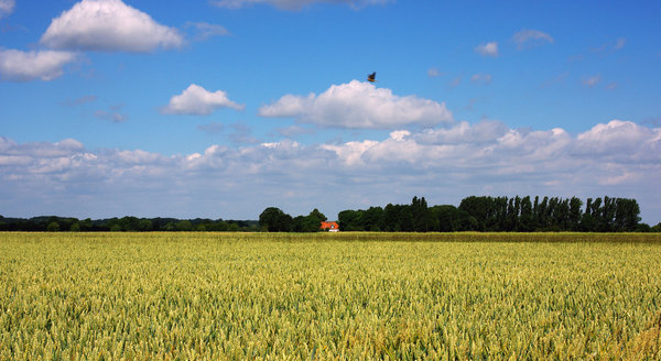 Summer 08.Nienburg