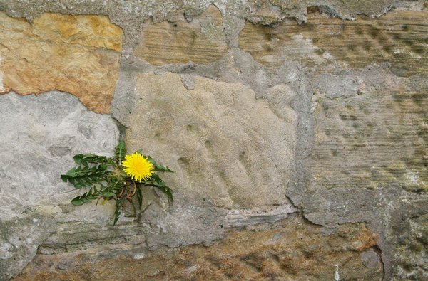Wall Dandelion