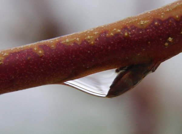 Water Drop