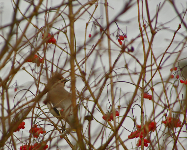 Waxwing