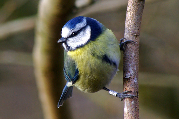 Where's the bird feeder