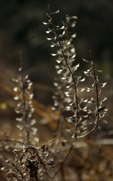Winter sun through